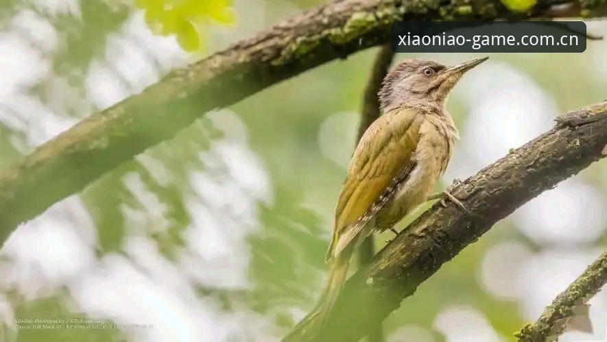 小鸟安全吗？老用户分享验证平台可靠性的5个关键点